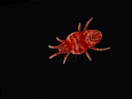 Dunkelfeldaufnahme der Rückenseite einer winzigen roten Samtmilbe, Trombidiidae-Art, isoliert auf schwarz