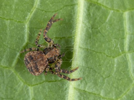 vue dorsale d'une araignée de crabe à feuilles portées reposant sur le dessous d'une feuille verte