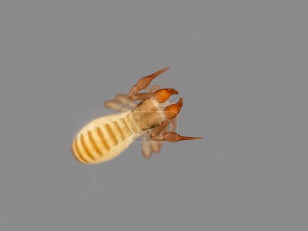 microscope photo of a preserved specimen of a pseudoscorpion (Apochthonius minimus) from above, showing the large paired chelcerae characteristic of the species