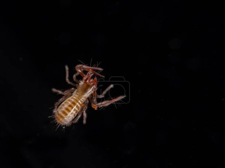 darkfield image of a very tiny pseudoscorpion (Apochthonius minimus), from above, as it uses a chelicera to groom a pedipalp. Isolated on black