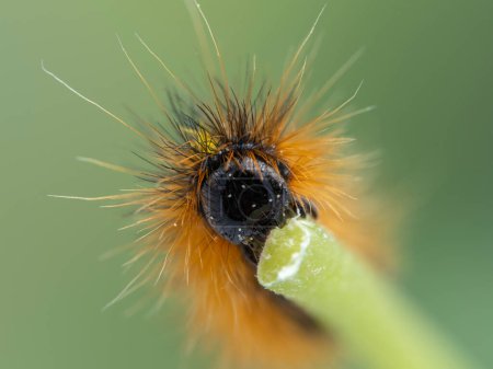 close-up of the head of a silver-spotted tiger moth caterpillar, Lophocampa argentata, speckled with pollen grains, chewing on a plant stem