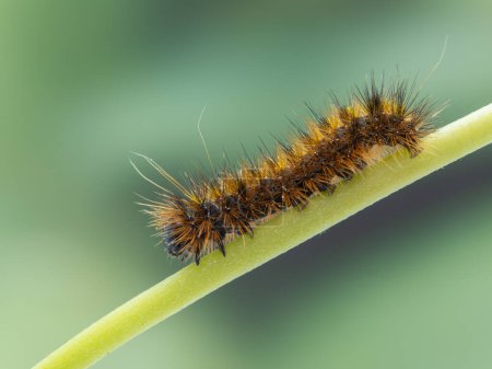 side view of a silver-spotted tiger moth caterpillar, Lophocampa argentata, crawling on a plant stem, Delta, British Columbia, Canada