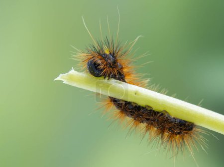 a silver-spotted tiger moth caterpillar, Lophocampa argentata, speckled with pollen grains, chewing on a plant stem, Delta, British Columbia, Canada