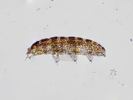 photomicrograph showing a side view of a live microscopic water bear (tardigrade)