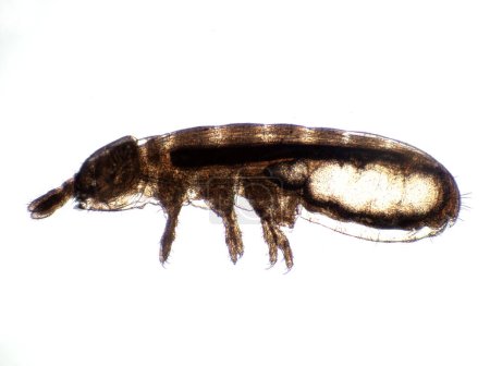 photomicrograph of the side view of a minute springtail (Collembola) showing its internal anatomy