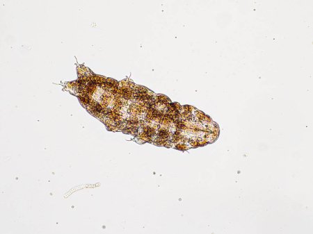 photomicrograph showing the dorsal view (from above) of a live microscopic water bear (tardigrade)