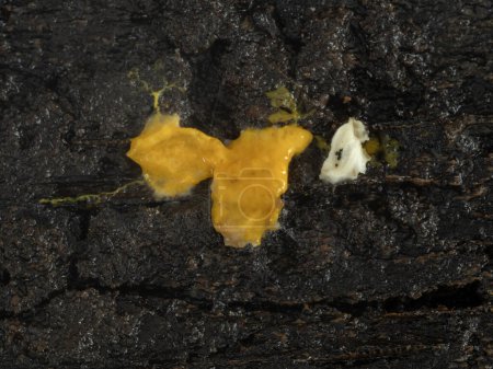 Nahaufnahme eines Schleimpilzes Plasmodium (Badhamia utricularis) auf verrottendem Holz, das Haferflocken verschlingt und verzehrt 