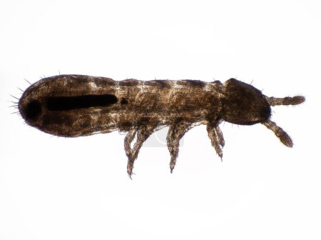 3/4 view photomicrograph of a tiny springtail (Collembola) showing its internal anatomy