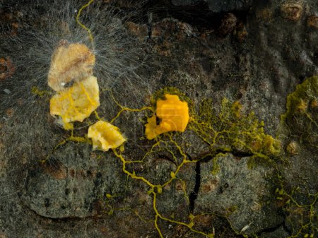 Photo for A slime mold plasmodium (Badhamia utricularis) on rotting wood, engulfing and consuming rolled oats that are also growing a white fungus - Royalty Free Image