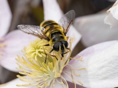 Très jolie libellule commune, Eristalis tenax, se nourrissant du pollen d'une fleur clématite mauve et jaune
