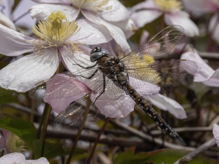 Pretty male blue-eyed darner dragonfly (Rhionaeschna multicolor) perched on a clematis flower. Delta, British Columbia, Canada