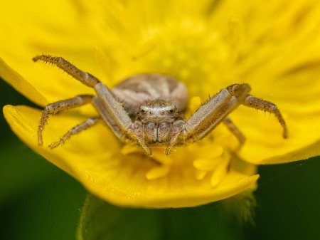Close-up of a female common crab spider, Xysticus cristatus, dotted with pollen, on a buttercup flower waiting to capture a flying insect