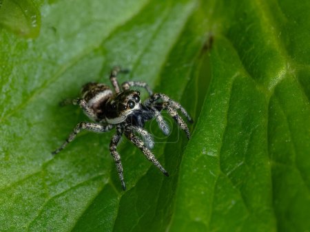 Tiny female zebra spider (Salticus scenicus) crawling on a green leaf