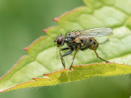 Hunter fly (Coenosia tigrina) perched on a green leaf 