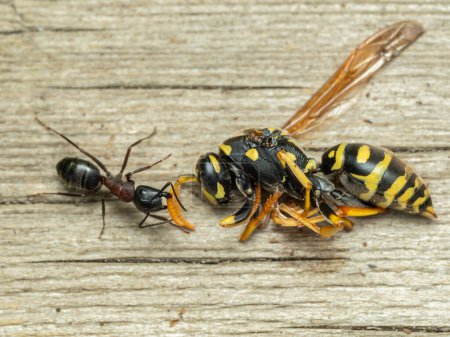 trabajador intermedio Hércules hormiga (Camponotus herculeanus) tirando de la antena de una avispa de chaqueta amarilla común muerta (Vespula alascensis)