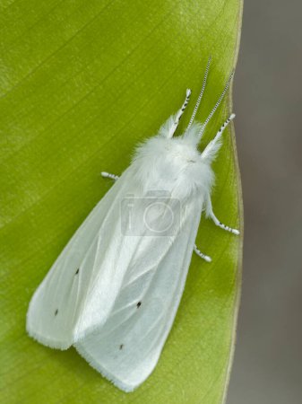 fluffy white Virginian tiger moth (Spilosoma virginica) resting on a green leaf in Delta, British Columbia, Canada