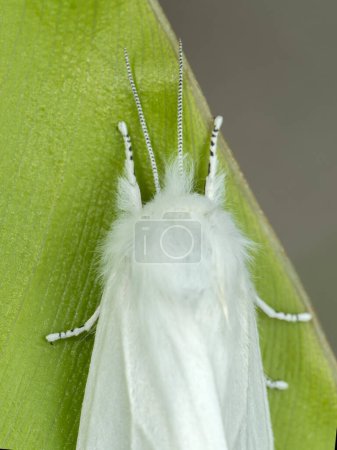 Close-up of a fluffy Virginian tiger moth (Spilosoma virginica) on a green leaf in Delta, British Columbia, Canada