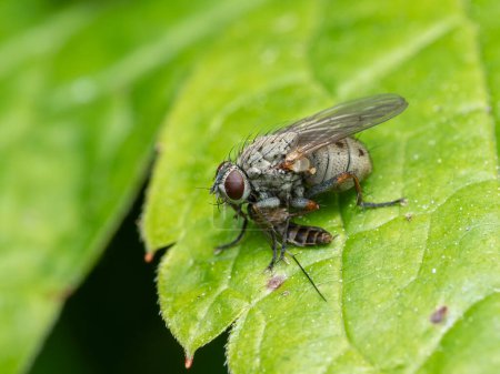 Hunter fly (Coenosia tigrina) perched on a green leaf feeding on a smaller insect it has captured