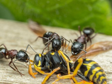 trabajador intermedio Hércules hormigas (Camponotus herculeanus) que trabajan para desmembrar una avispa de chaqueta amarilla común muerta (Vespula alascensis)