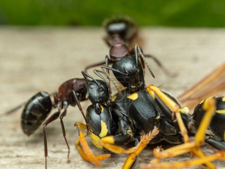 Close-up of two intermediate worker Hercules ants (Camponotus herculeanus) biting the corpse of a dead common yellowjacket wasp (Vespula alascensis)