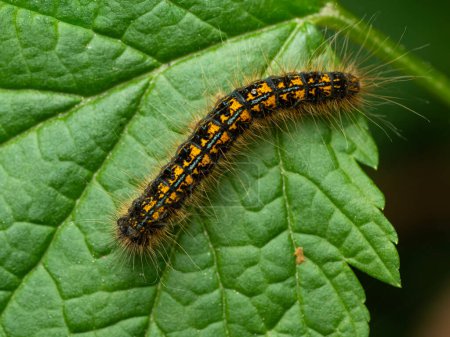 Dorsal view of a colourful western tent caterpillar (Malacosoma californicum) on a green leaf in Delta, British Columbia, Canada