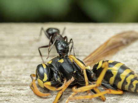 Un travailleur intermédiaire fourmi hercule (Camponotus herculeanus) mâchant une guêpe à veste jaune commune morte (Vespula alascensis))