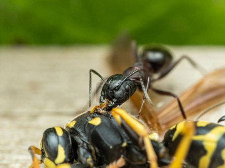 Un trabajador intermedio Hércules hormiga (Camponotus herculeanus) mordiendo el cadáver de una avispa de chaqueta amarilla común (Vespula alascensis)