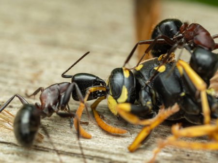 Vue du dessous d'une fourmi herculéenne (Camponotus herculeanus) qui essaie de mordre l'antenne d'une guêpe à veste jaune commune morte (Vespula alascensis))