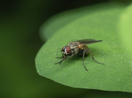 Tachinid fly (Family Tachinidae) with bright red eyes perched on a green leaf while grooming its front legs