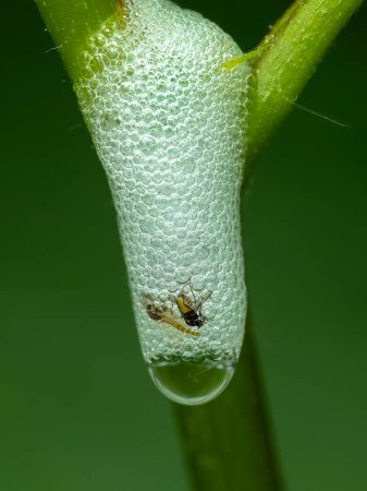 Nid de mousse créé sur une plante par une larve de grenouille des prés, Philaenus spumarius, dans lequel deux petites mouches sont piégées et sont mortes