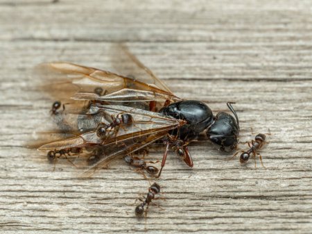Pequeñas hormigas de pavimento (Tetramorium immigrans) pululando sobre el cadáver de una hormiga carpintera reina mucho más grande (Camponotus modoc)