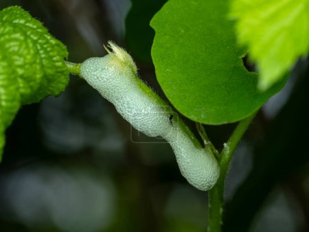 Nido de espuma creado en una planta por una ranchera del prado larval, Philaenus spumarius, para la protección mientras que se desarrolla
