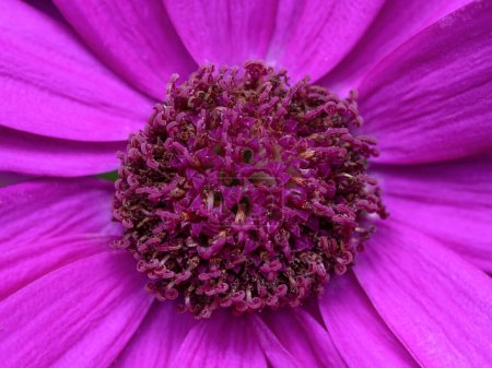 close-up detail of the center of a purple African daisy flower (Osteospermum)