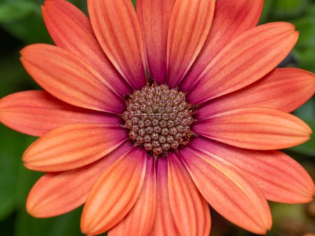 close-up detail of a beautiful orange and pink flower of an African daisy (Osteospermum)