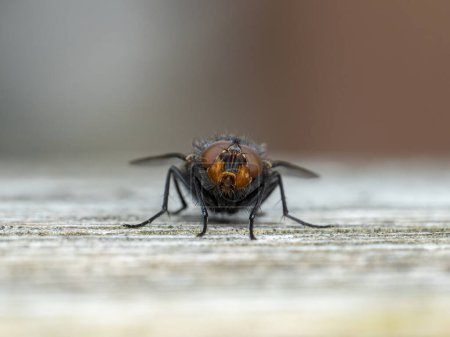 a common blowfly or bottle fly (Calliphora vicina) facing the camera whie resting on weathered wood
