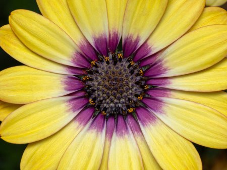 close-up detail of a colorful yellow and purple  African daisy flower (Osteospermum)