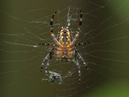 underside of a pretty subadult cross orb weaver spider (Araneus diadematus) lurking in her web