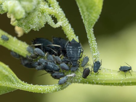 Nahaufnahme einer Gruppe flügelloser weiblicher Bohnenblattläuse (Aphis fabae), einer Mischung aus Erwachsenen und Nymphen, die Säfte aus dem Stiel einer Pflanze saugen