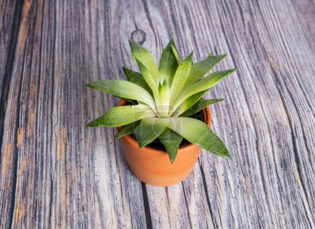 Téléchargez les photos : Cactus dans un vase isolé sur bois - en image libre de droit