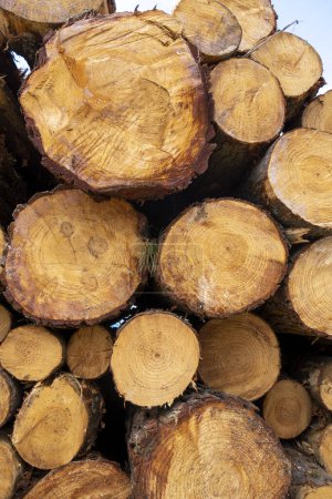 Photo for Sawn trees from the forest. Logging timber wood industry. - Royalty Free Image