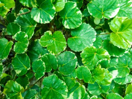 Ariegated Balfour aralia oder Polyscias Balfouriana ist grün mit weißen Blättern Textur Natur Hintergrund. Baumpflanzen Gartenarbeit am Haus