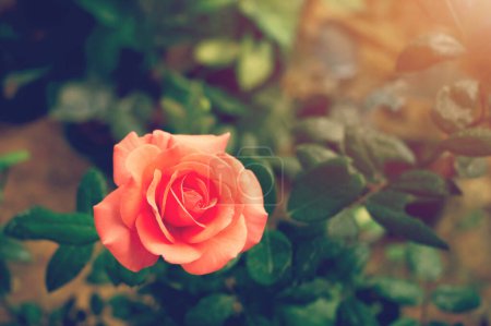 Téléchargez les photos : Belle rose rose coloré vif fond de nature tropicale - en image libre de droit