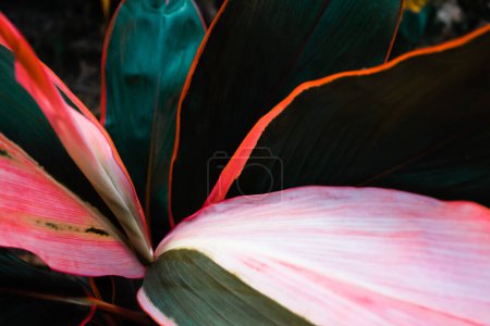 Téléchargez les photos : Focus sélectif, Feuille ou plante Cordyline fruticosa feuilles calmant corail coloré vif fond de nature tropicale - en image libre de droit