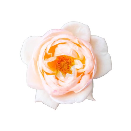 Photo for Beautiful pastel rose flower isolated white background - Royalty Free Image