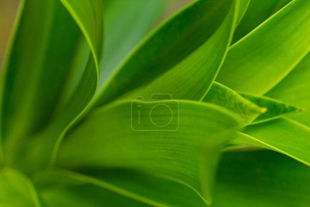 Soft and selective focus blur of green leaf detail line  texture background Natural wallpaper