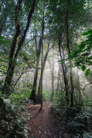Téléchargez les photos : Forêt avec brouillard le matin nature aérienne. Vertical - en image libre de droit