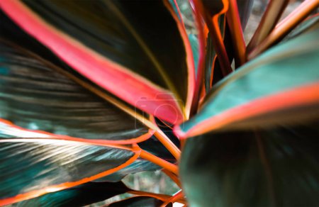 Téléchargez les photos : Focus sélectif Feuille ou plante Cordyline fruticosa feuilles calmant corail coloré vif fond de nature tropicale - en image libre de droit