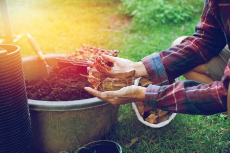 Photo for People gardening. Man planting gardens vegetables, Soil preparation agriculture gardener hobby plants at home and outdoor. plants in pots working. farm - Royalty Free Image