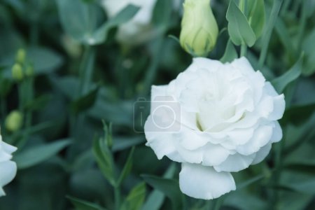 Téléchargez les photos : Beautiful white roses blooming in the garden, leaving space for you. - en image libre de droit
