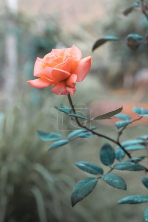 Téléchargez les photos : Flou de focua doux Belle rose calmant corail coloré vif fond de nature tropicale. photo verticale - en image libre de droit